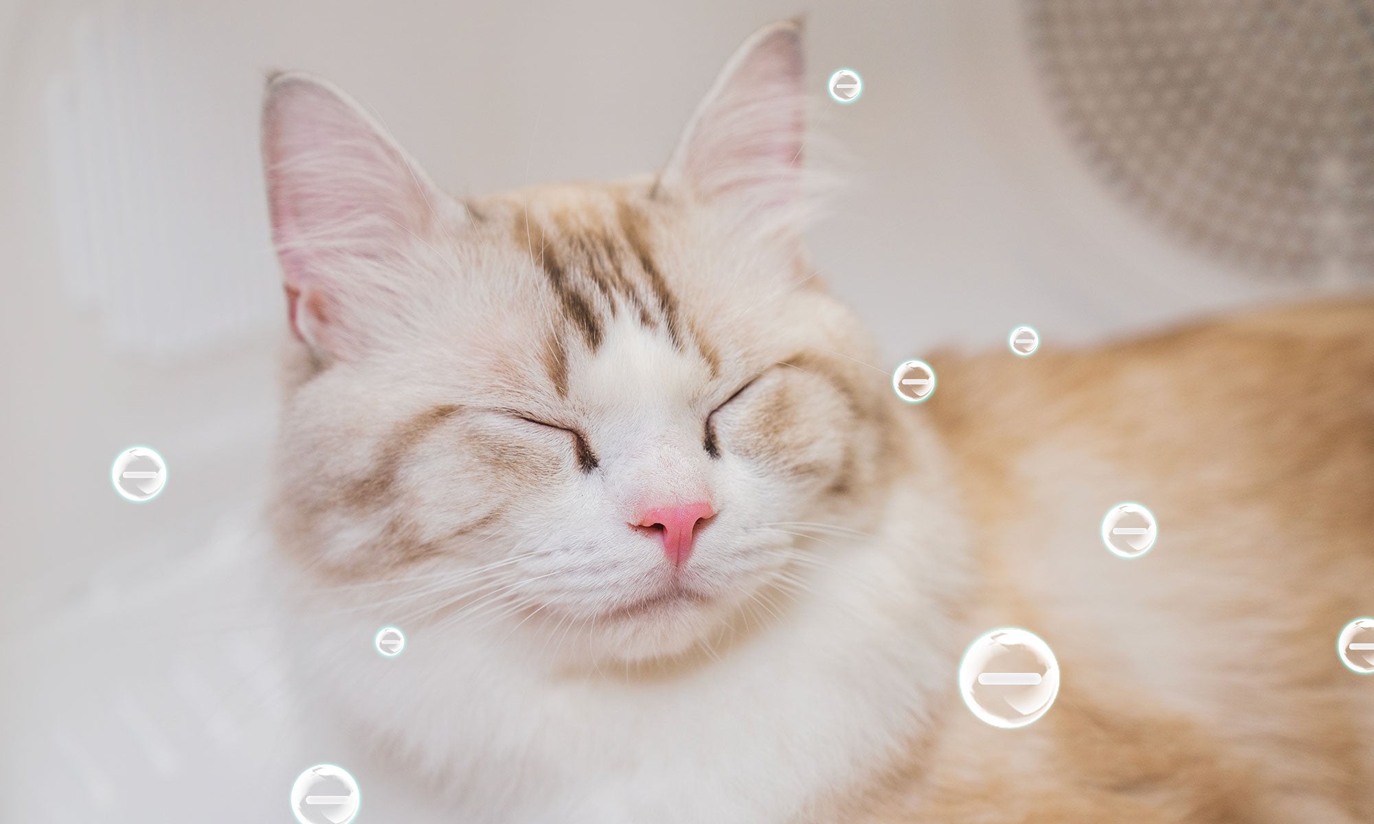 After using AirSalon Max Pro pet dryer box with ion technology, pet fur looks smoother, shinier, and frizz-free