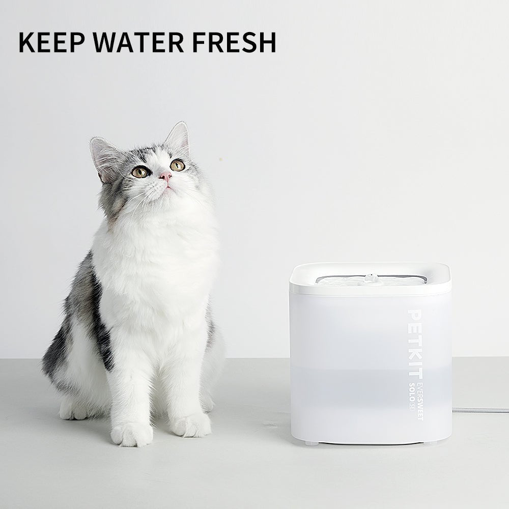 EverSweet Solo SE Pet Water Fountain placed beside a cat, designed to keep drinking water fresh during everyday use